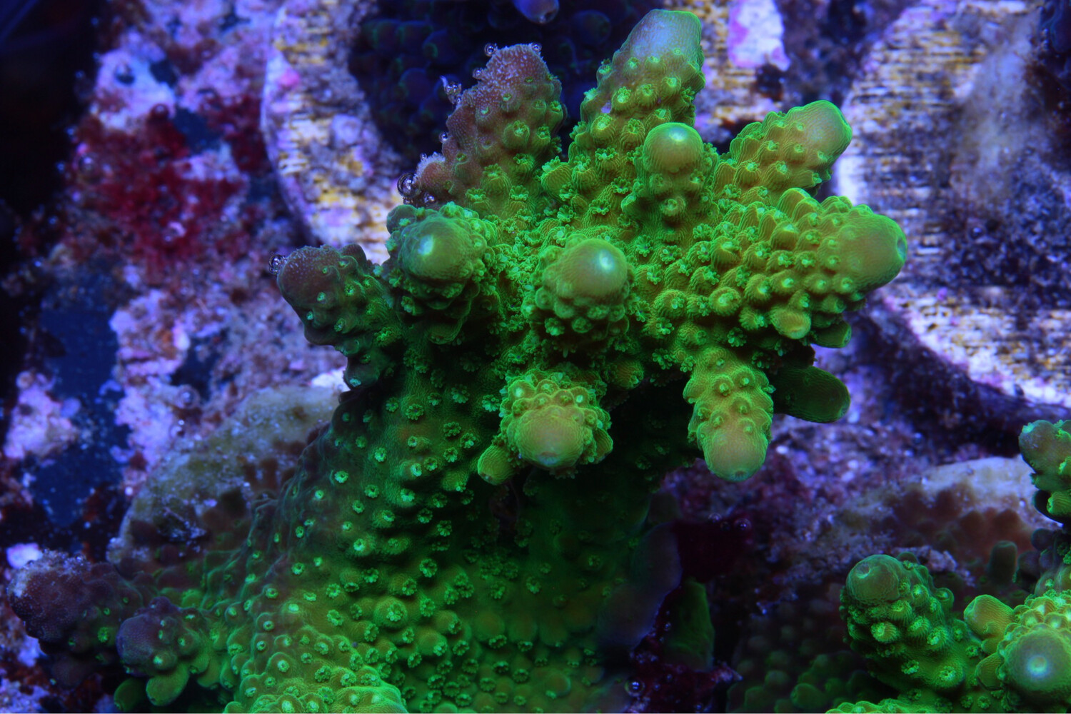 Acropora Humilis Green