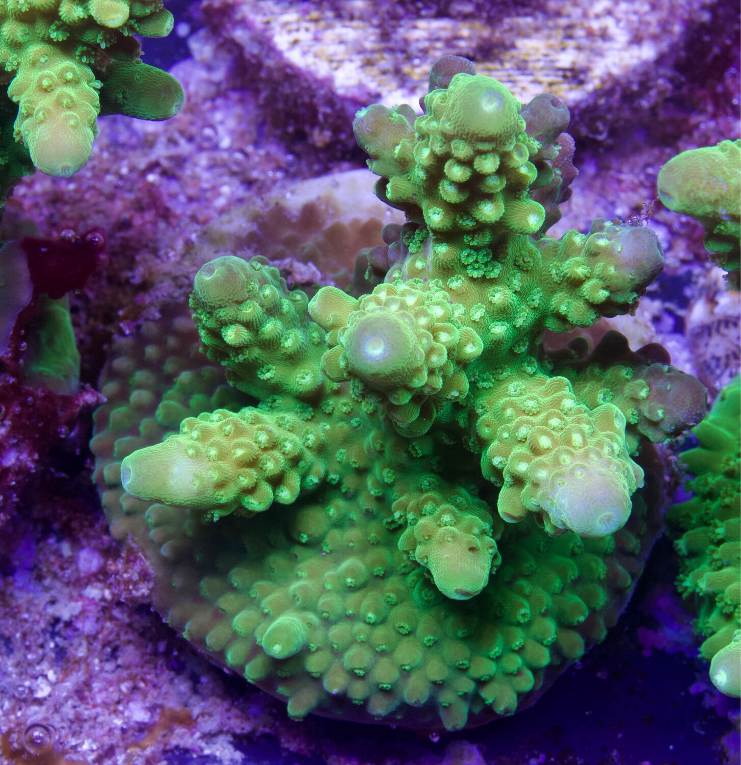 Acropora Humilis Green