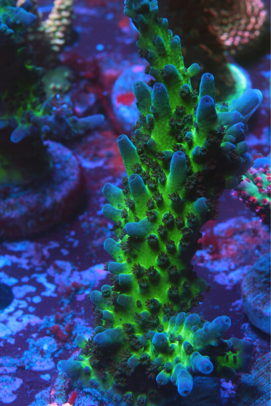 Acropora Electric Myijagi