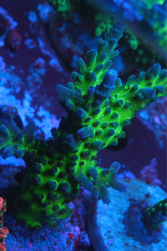 Acropora Electric Myijagi