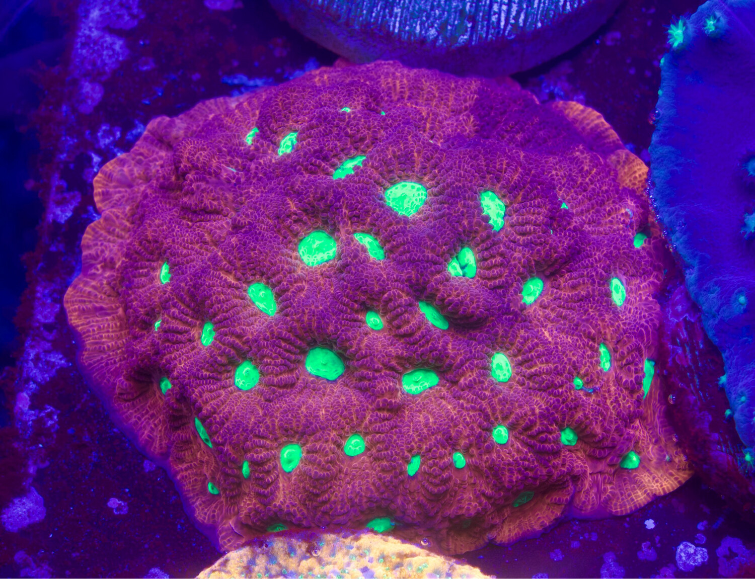 Favia Pink War Coral XL