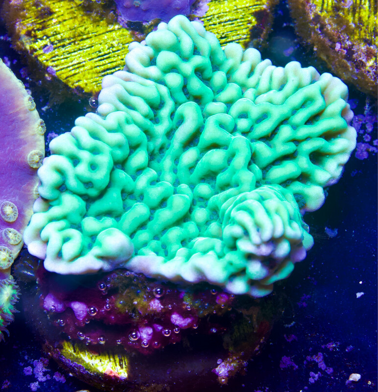 Montipora Applebarry