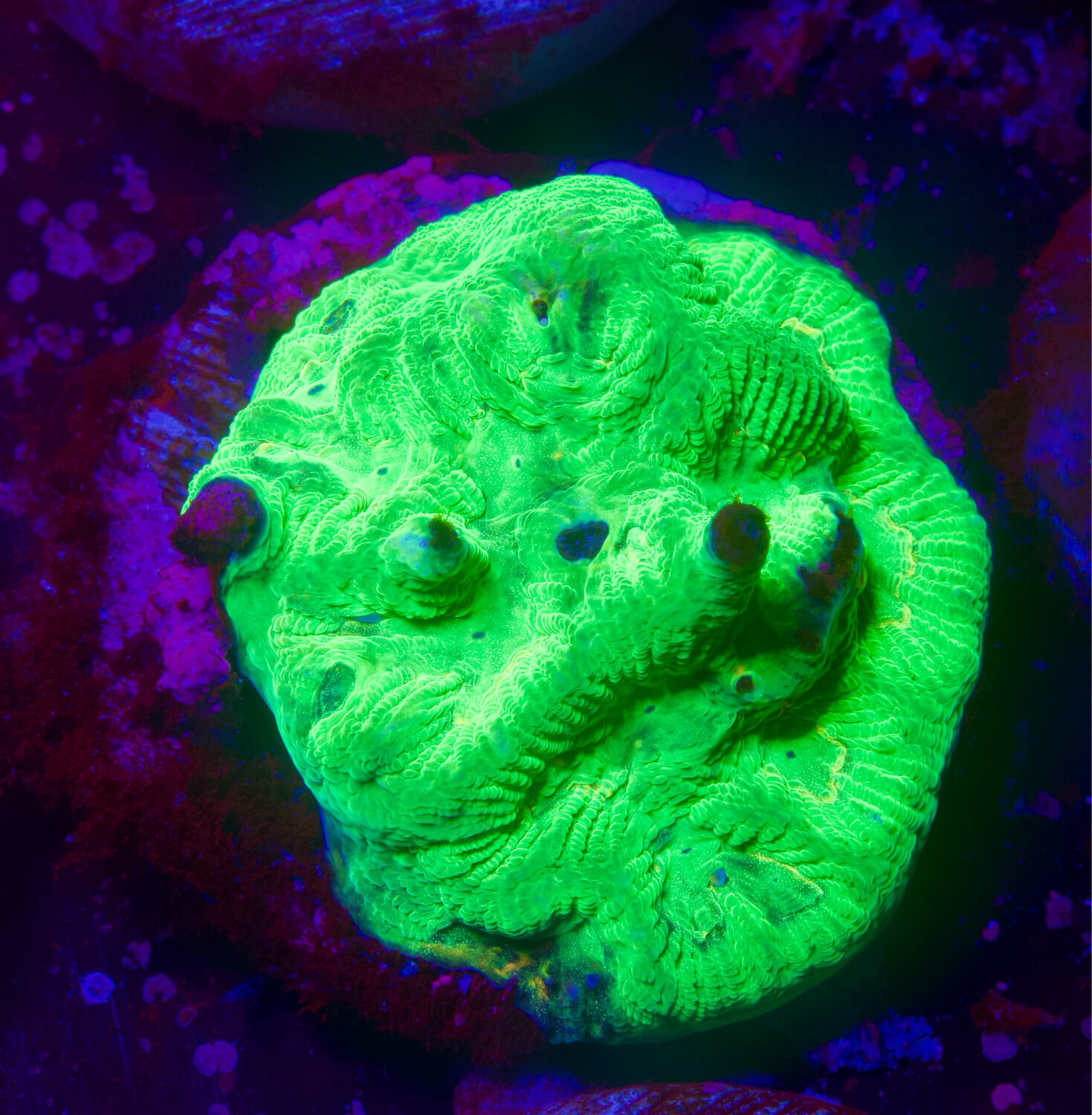 Favia Green Lemon 