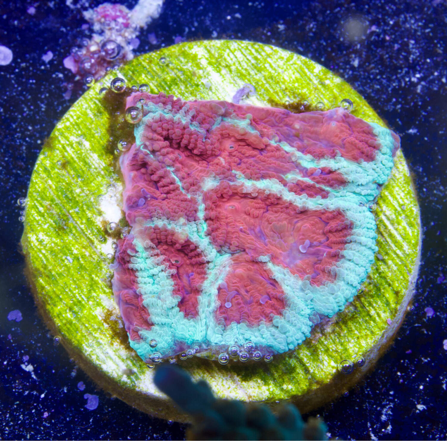 Favia Green/Red