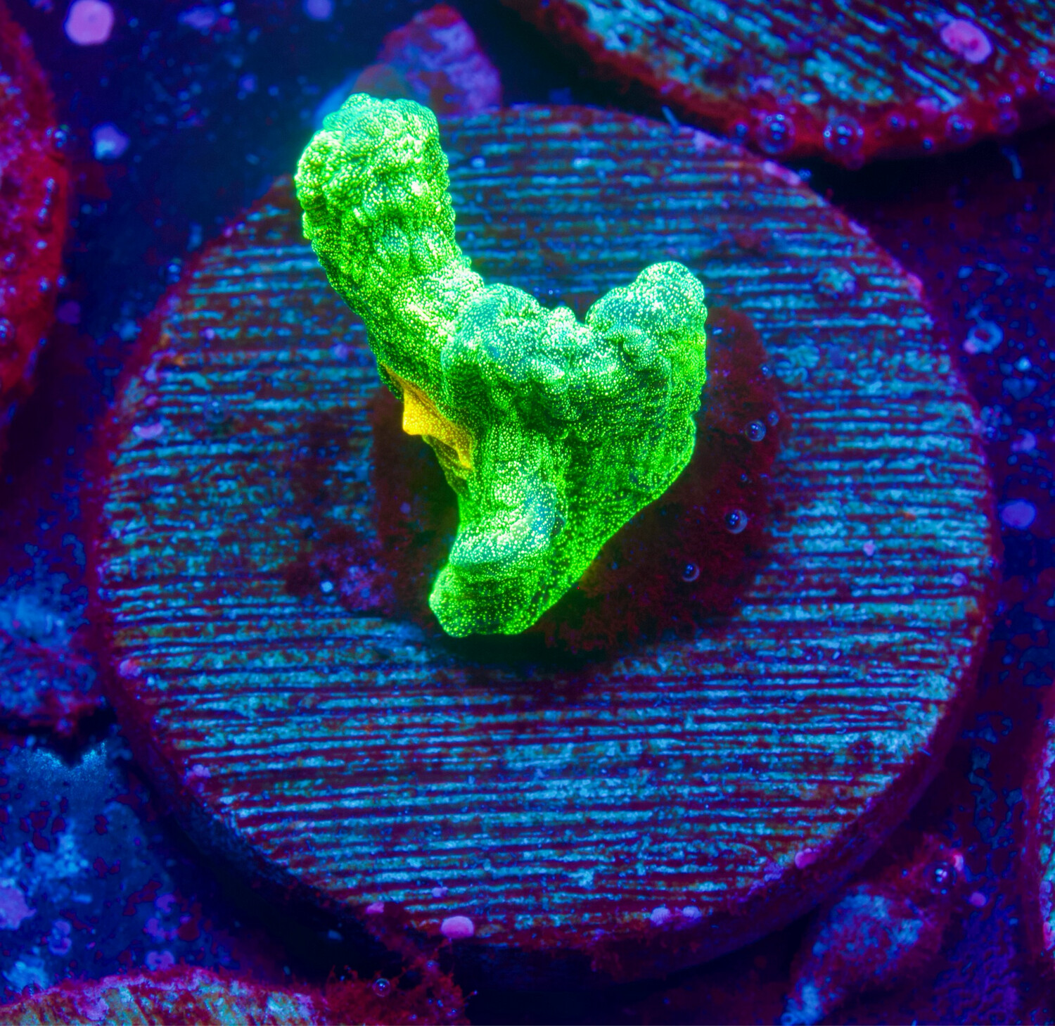 Pectinia Space Invader