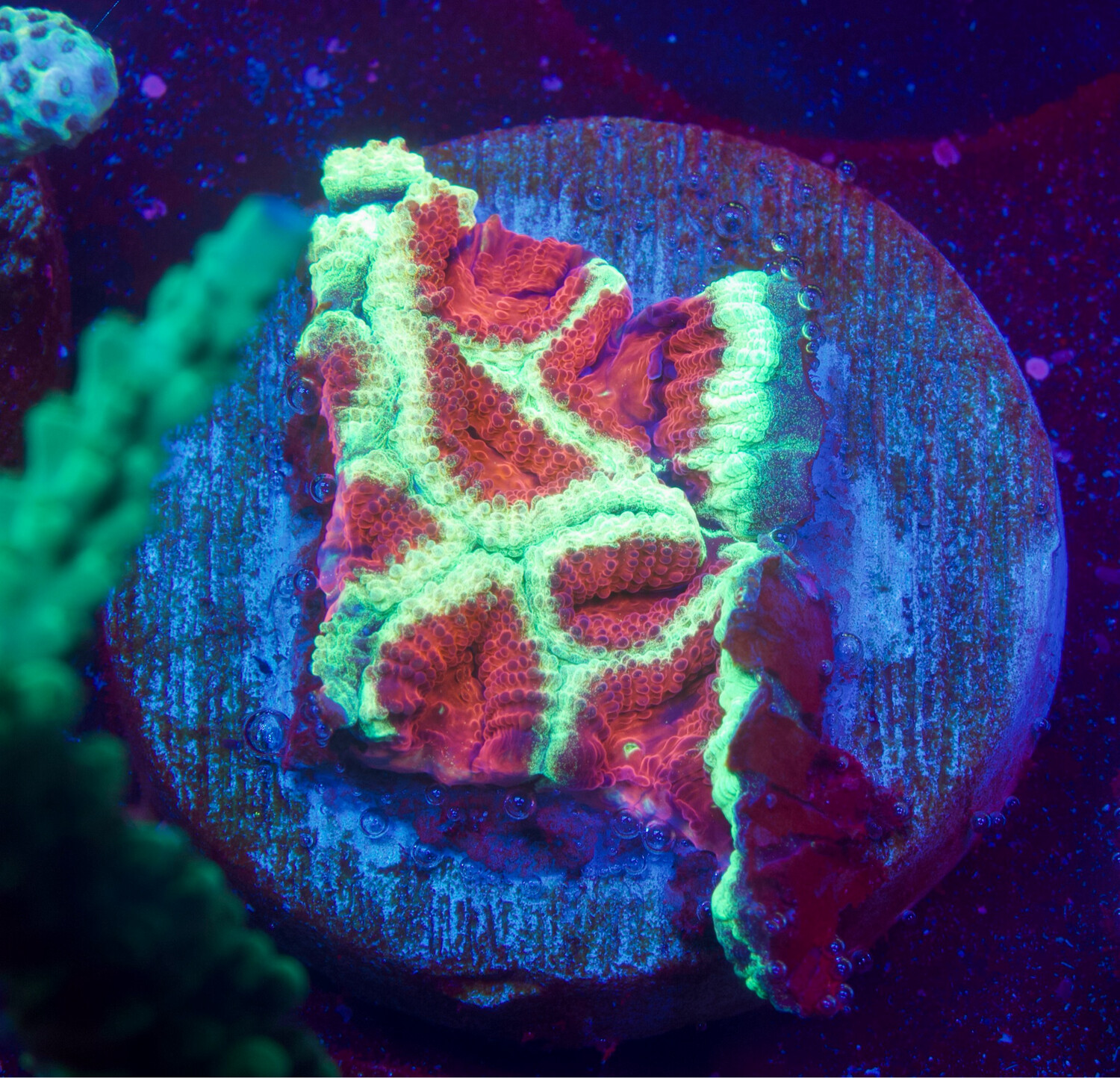 Favia Green/Red