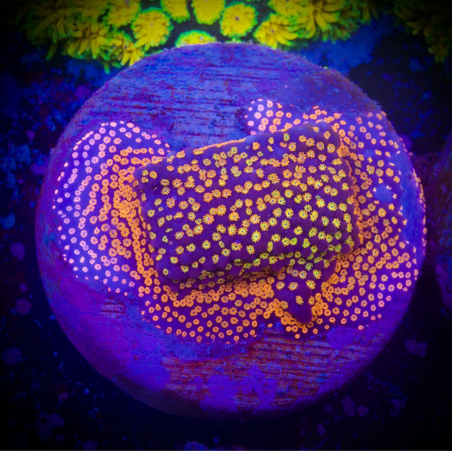 Montipora Rainbow