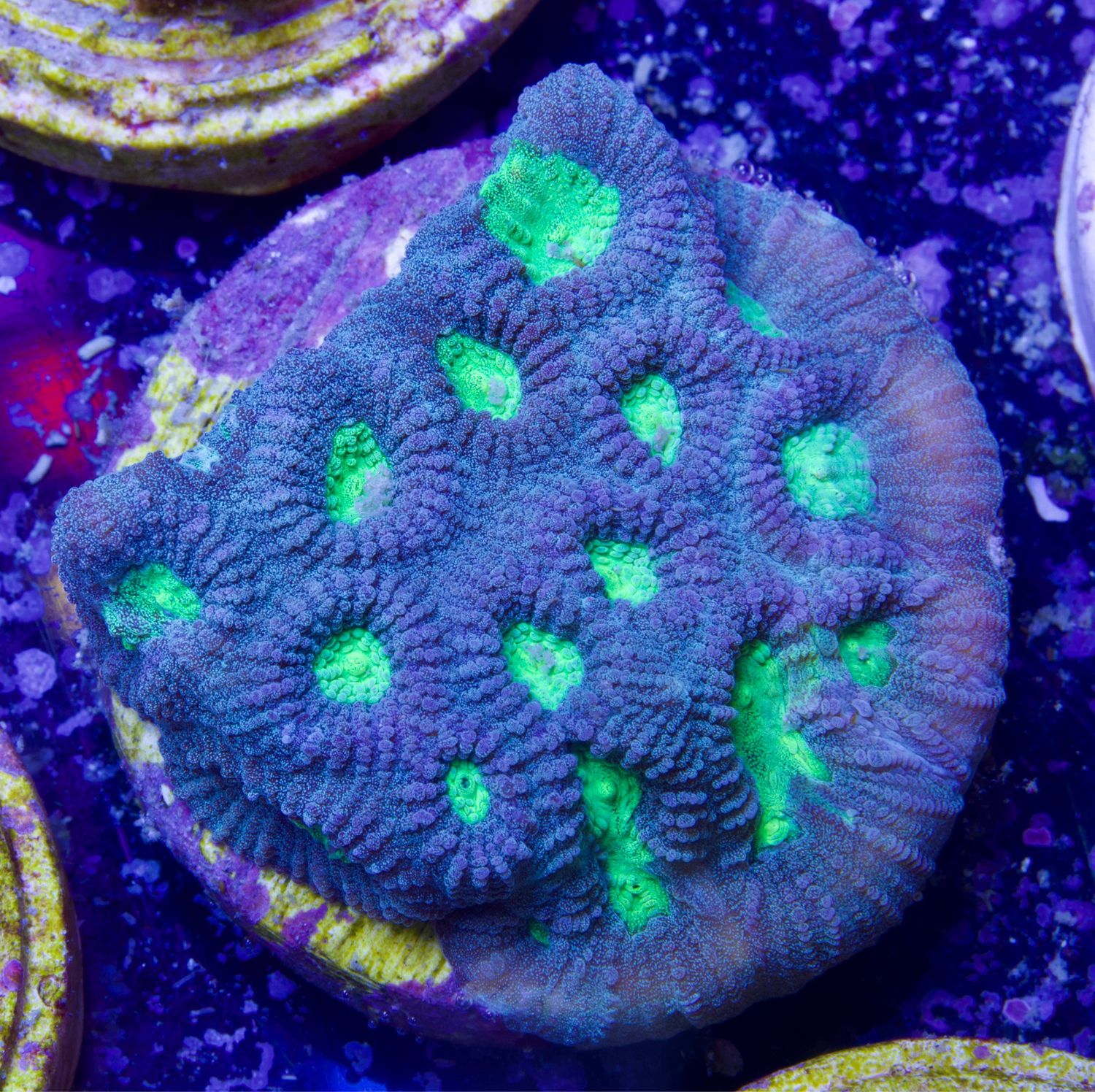 Favia Green Center