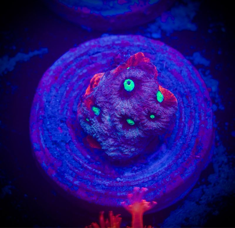 MR Purple Favia