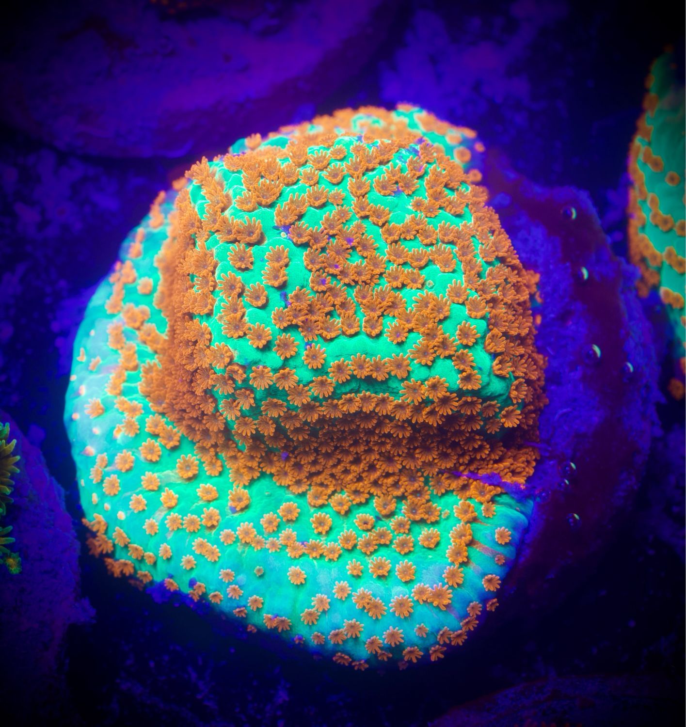 Montipora The Grinch