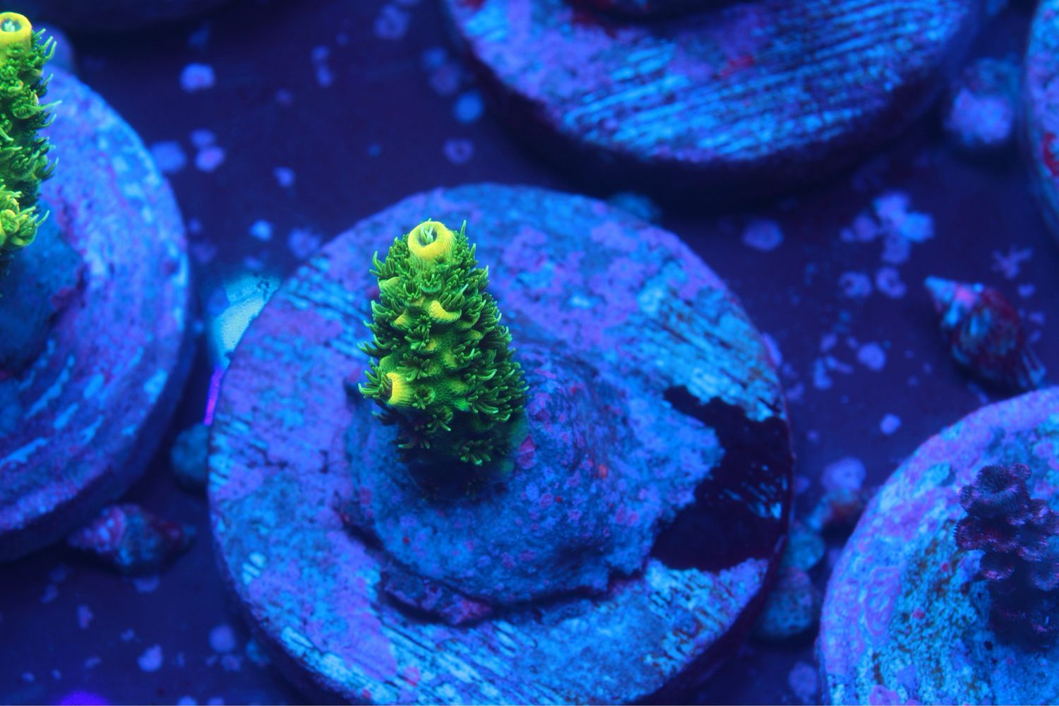 MR Millepora Toxic Green