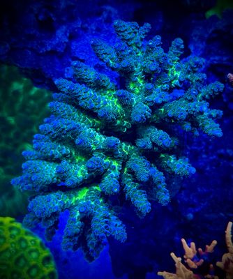 Acropora Tenuis Rainbow Ultra