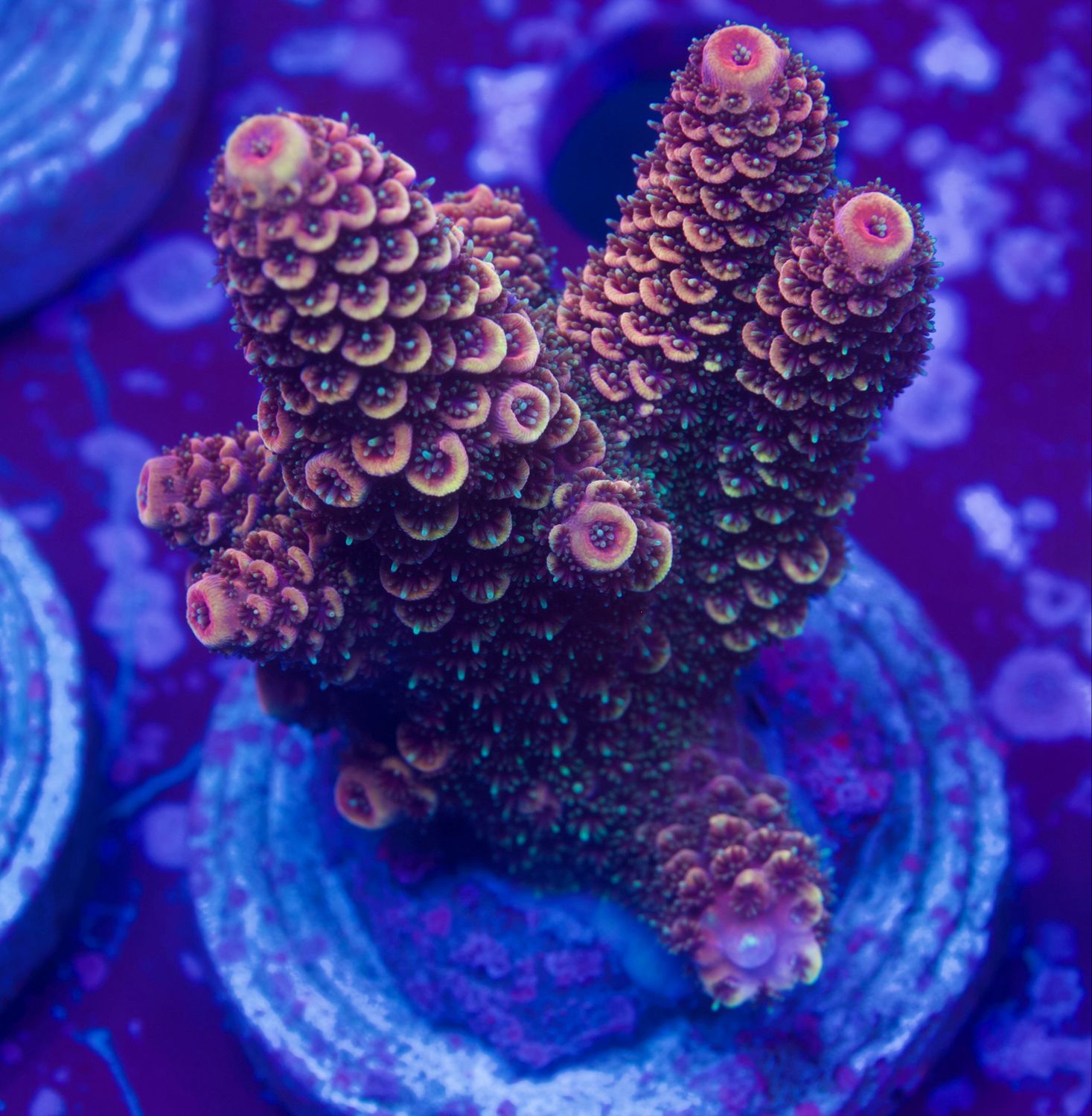 MR Purple Star