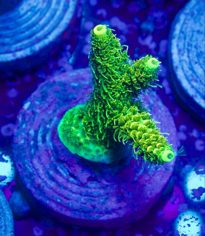 MR Millepora Toxic Green