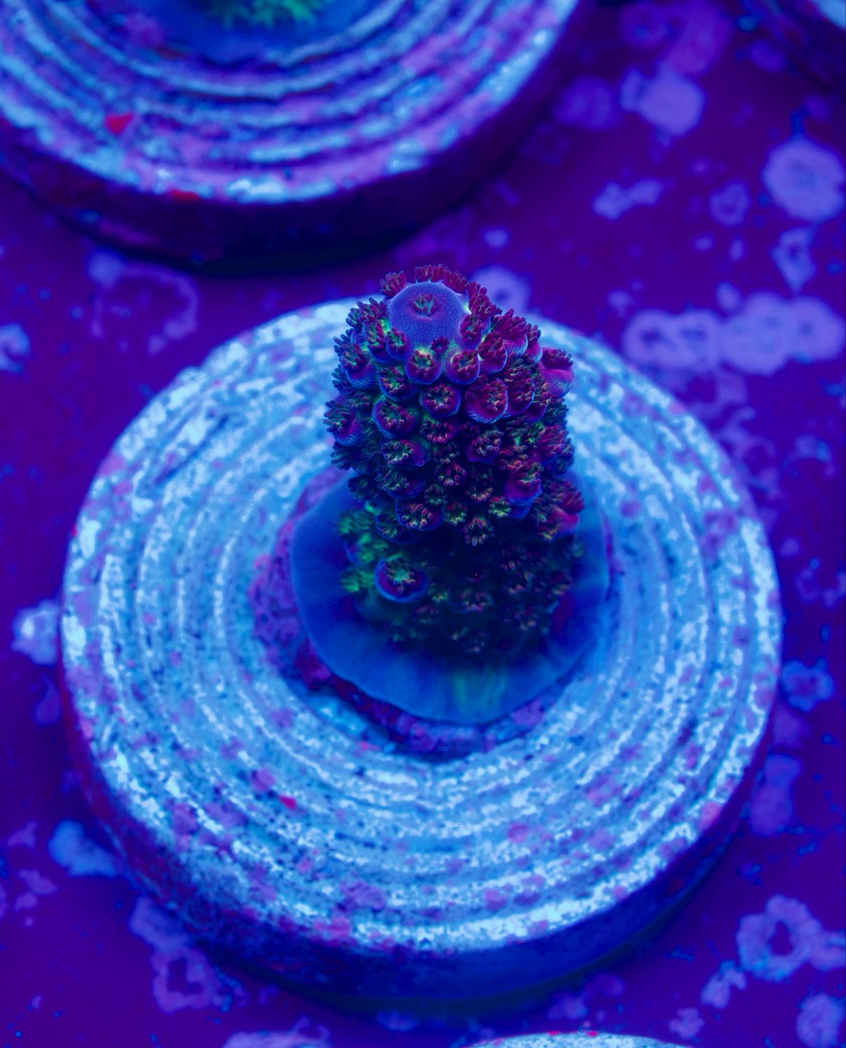 MR Purple Spot