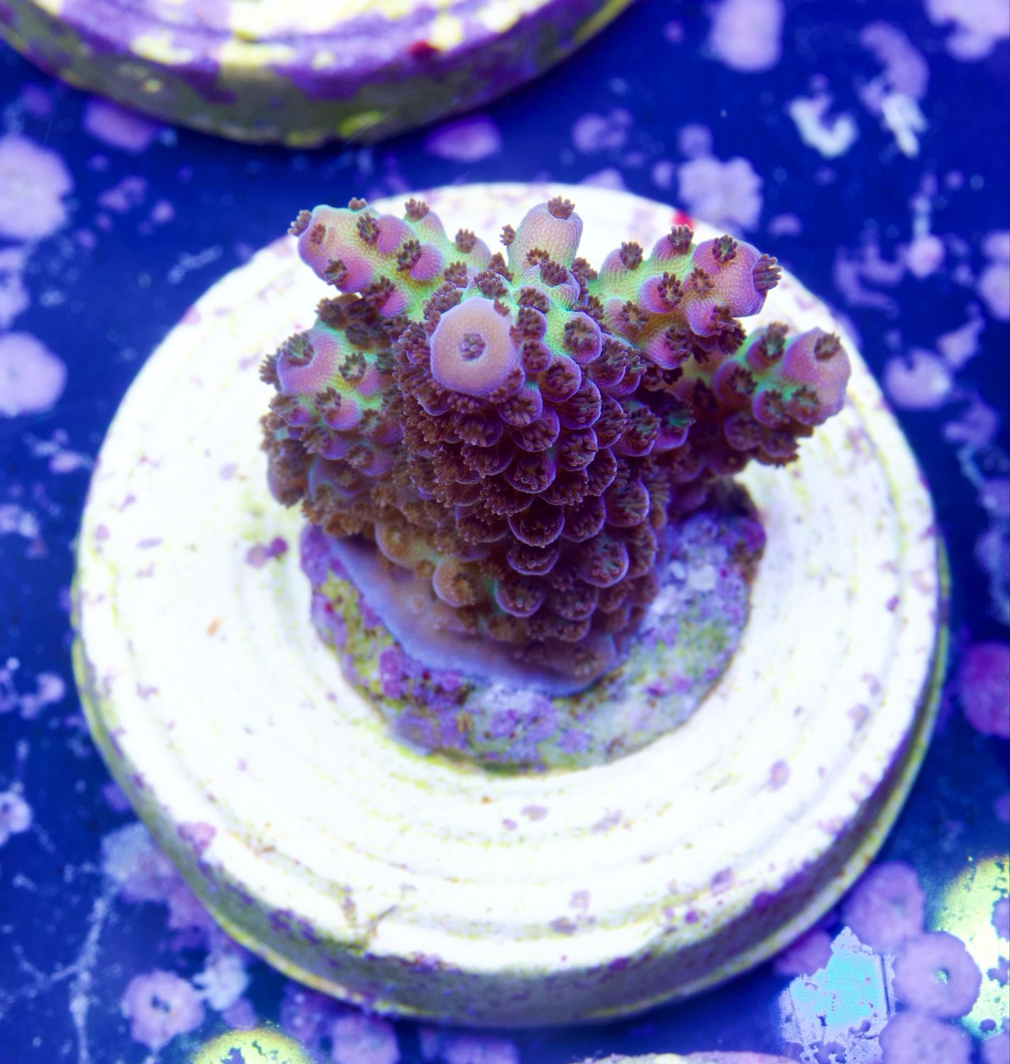 MR Purple Spot
