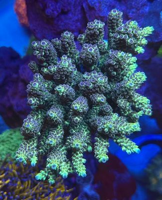 MR Acropora Poison Ivy
