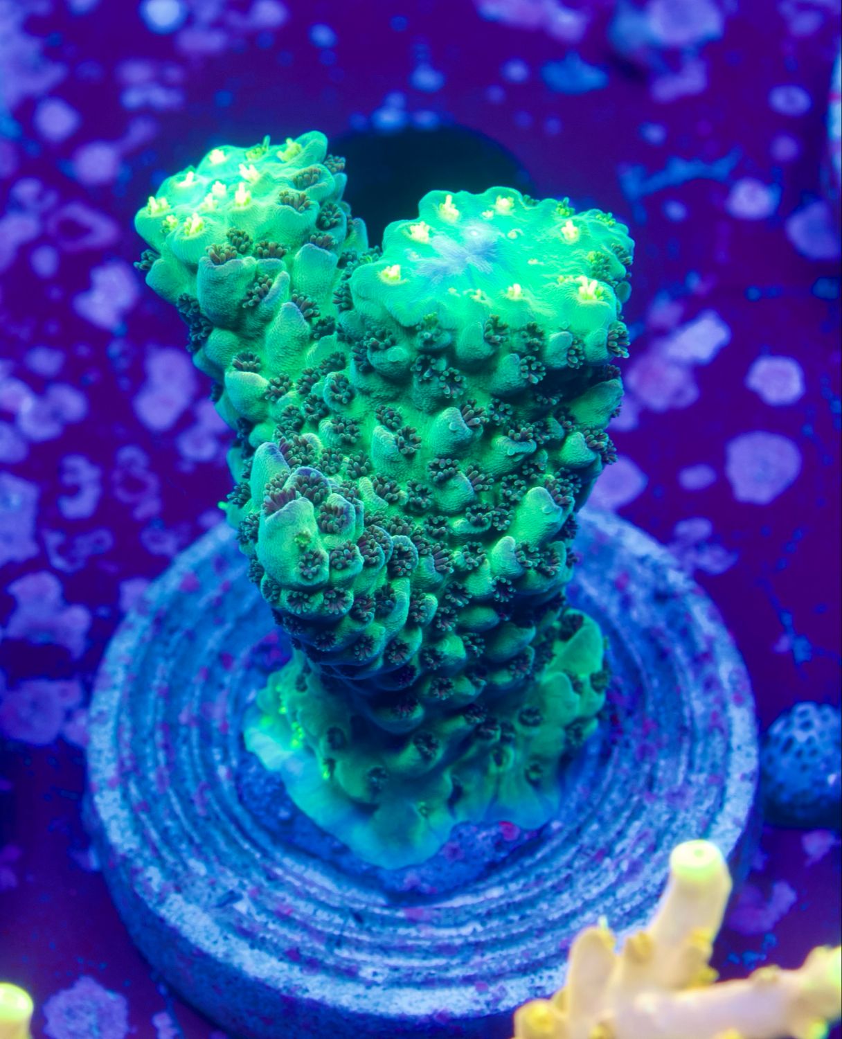 MR Acropora Poison Ivy