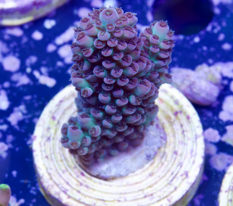 MR Acropora Poison Ivy