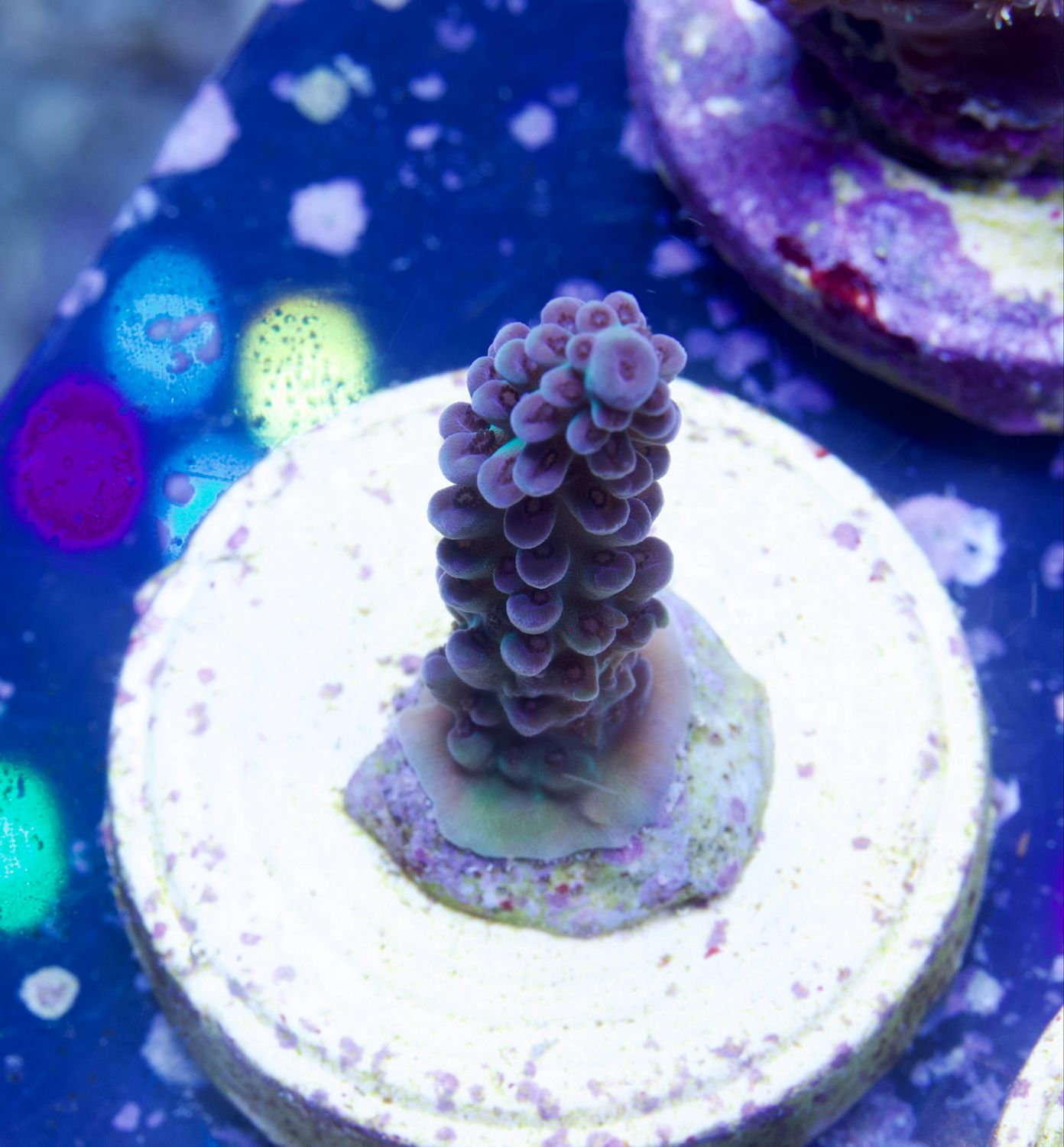 MR Acropora Poison Ivy