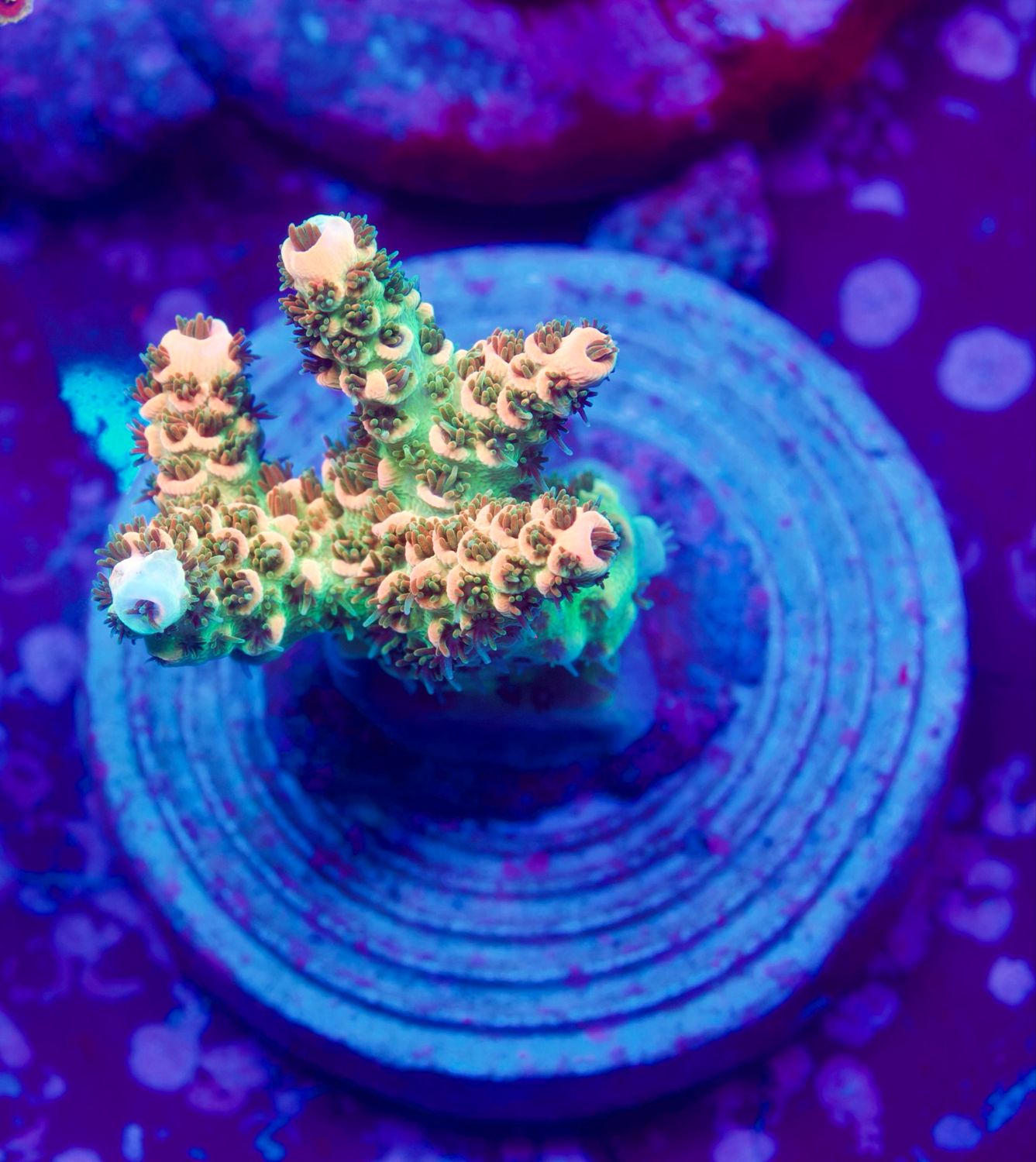 MR Acropora Rainbow Flash