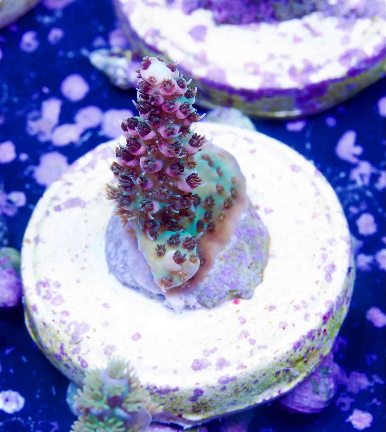 MR Acropora RainbowFlash