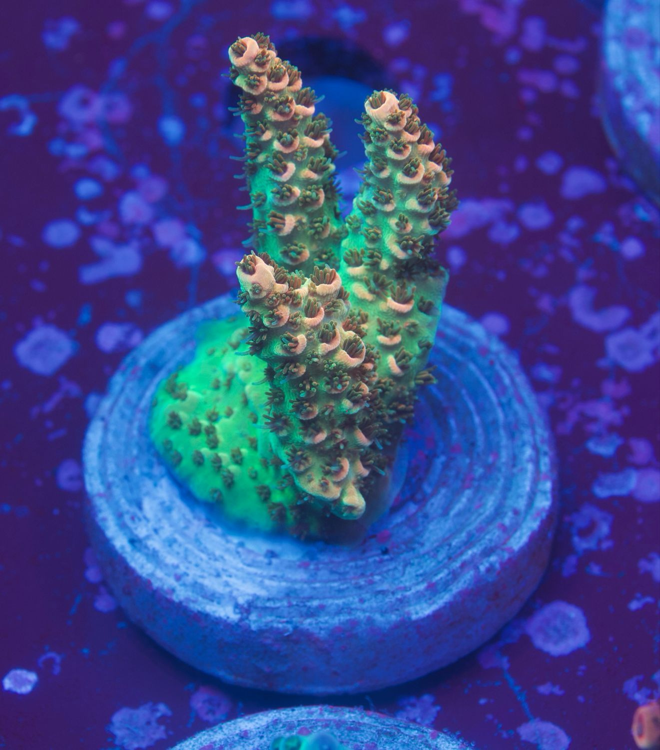 MR Acropora Rainbow Flash