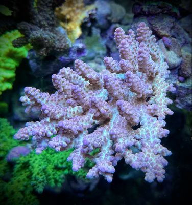 MR Pink Rainbow Green Tips