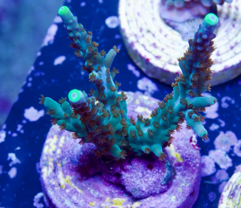 MR Yellow Tips Stag