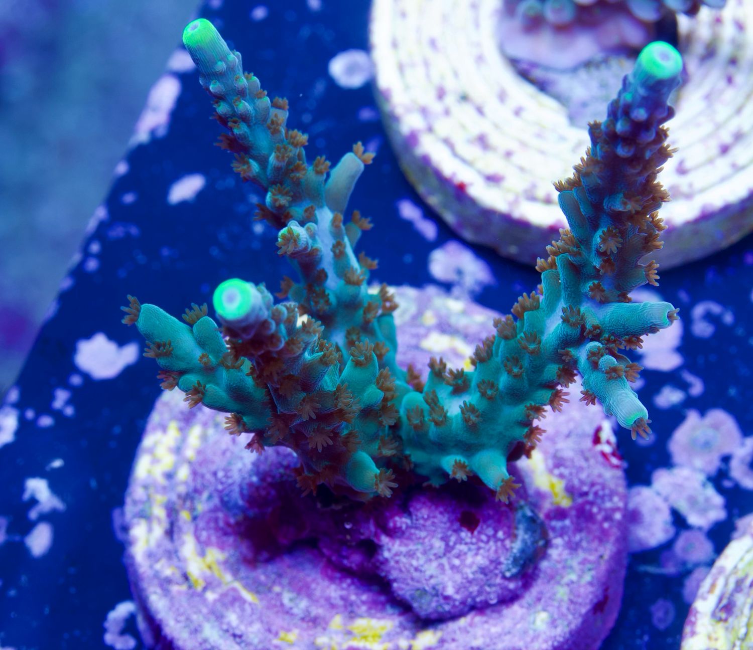 MR Yellow Tips Stag