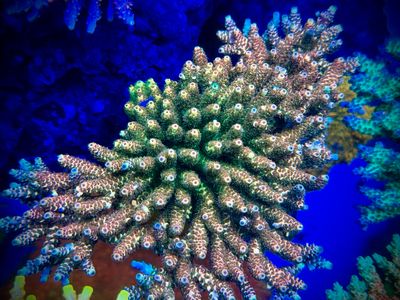 MR Acropora Pink Wonder