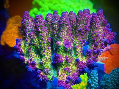 MR Purple Spot