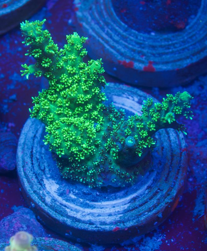 Acropora Green Table Acropora Green Table