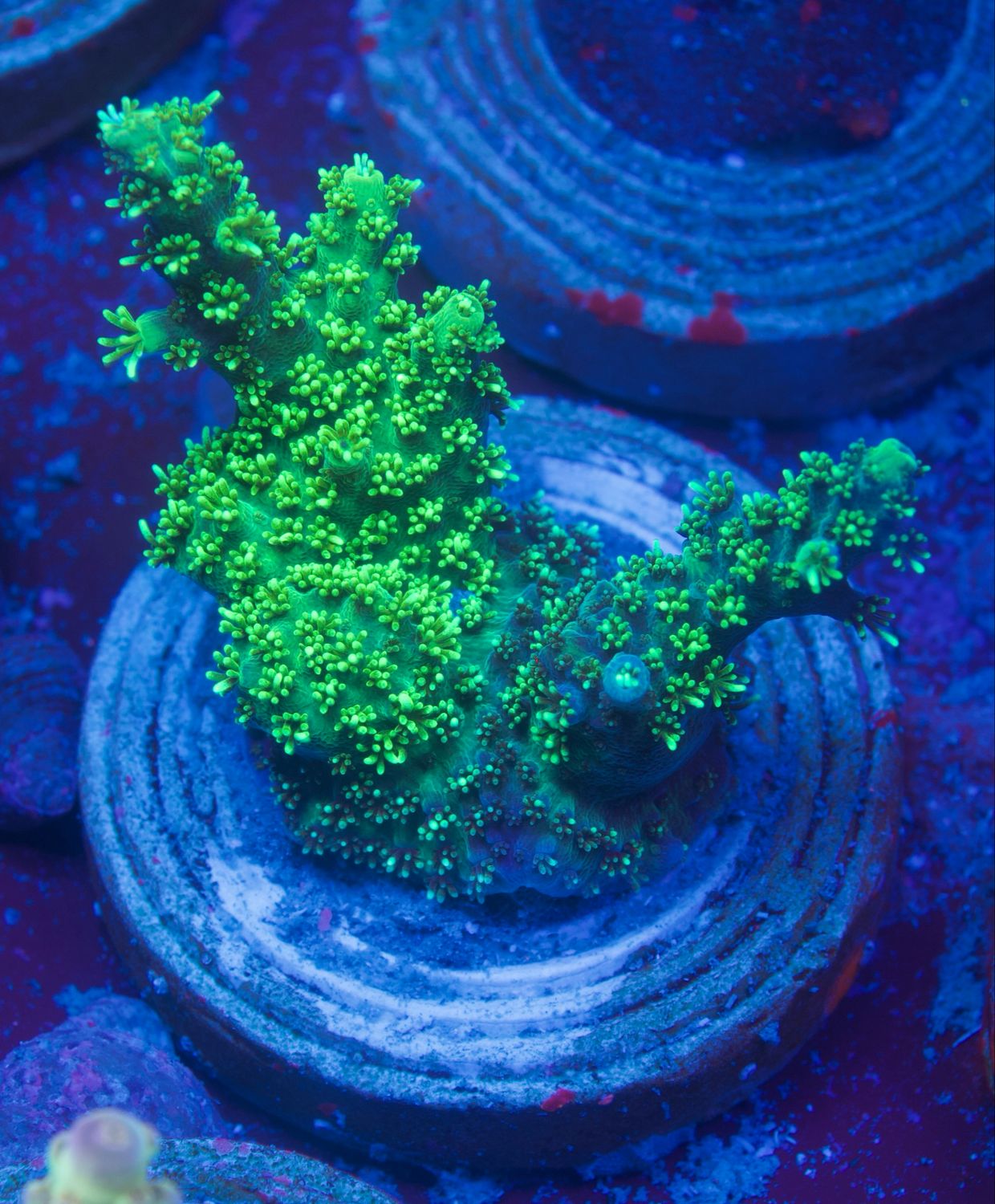 Acropora Green Table