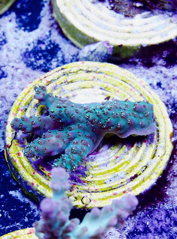 Acropora Green Table Acropora Green Table