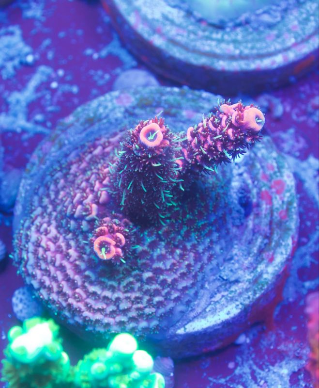 MR Super Mille MR Super Mille