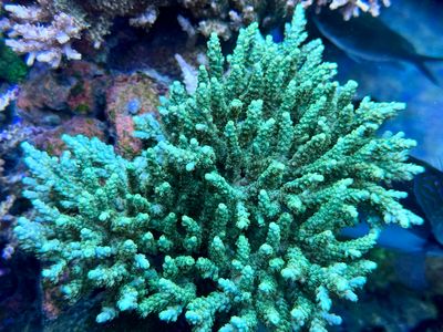 MR Electric Turquoise