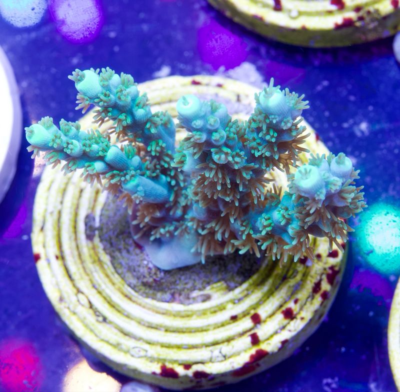 Acropora Electric Turquoise