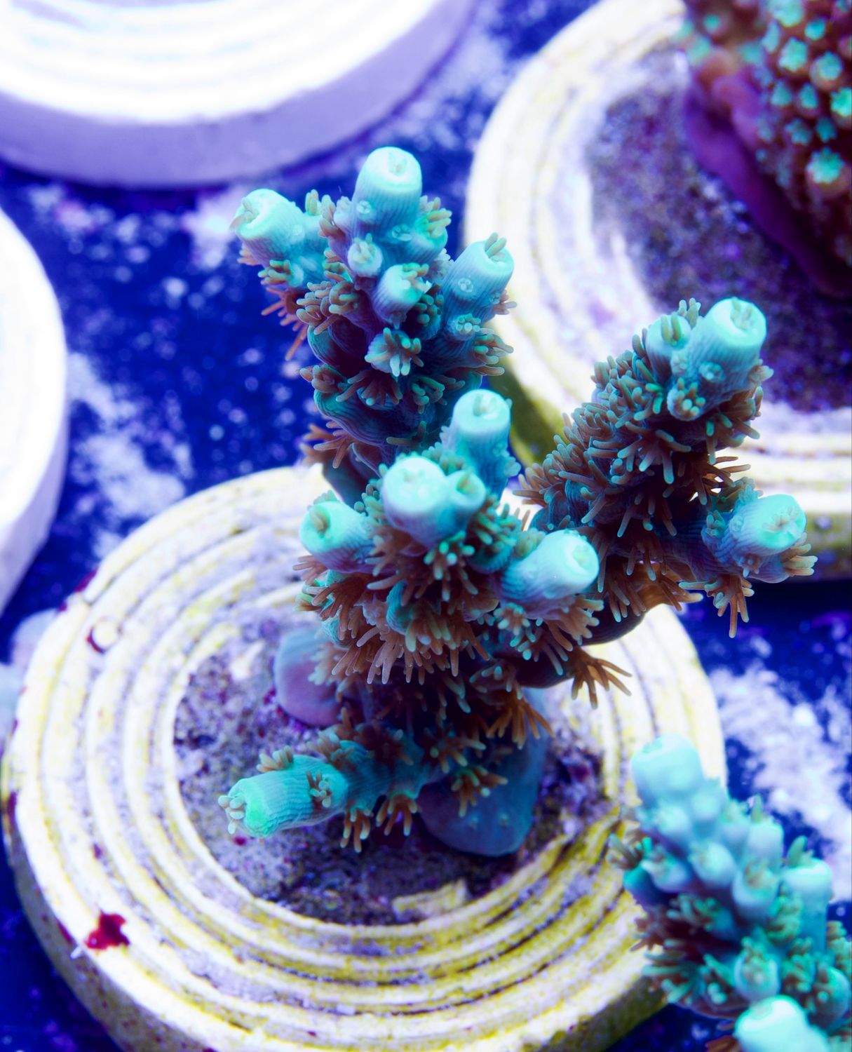 Acropora Electric Turquoise