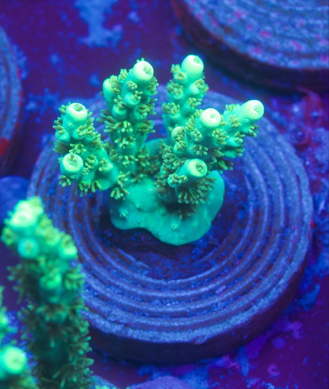 Acropora Electric Turquoise