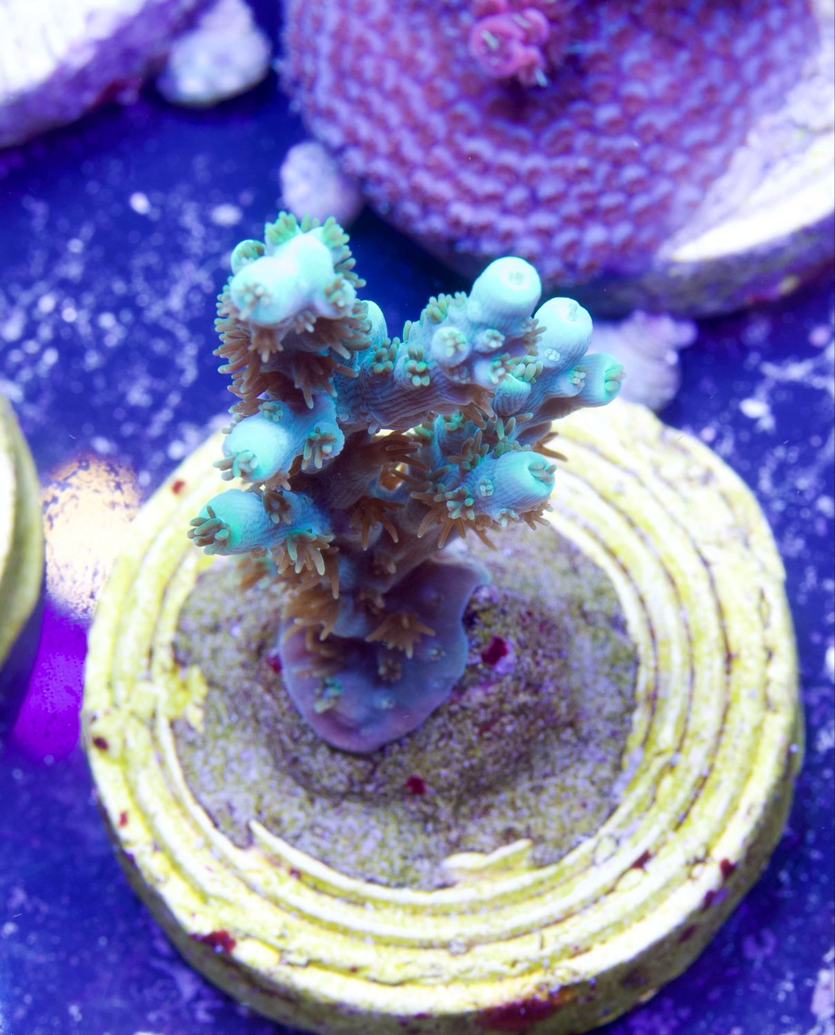 Acropora Electric Turquoise