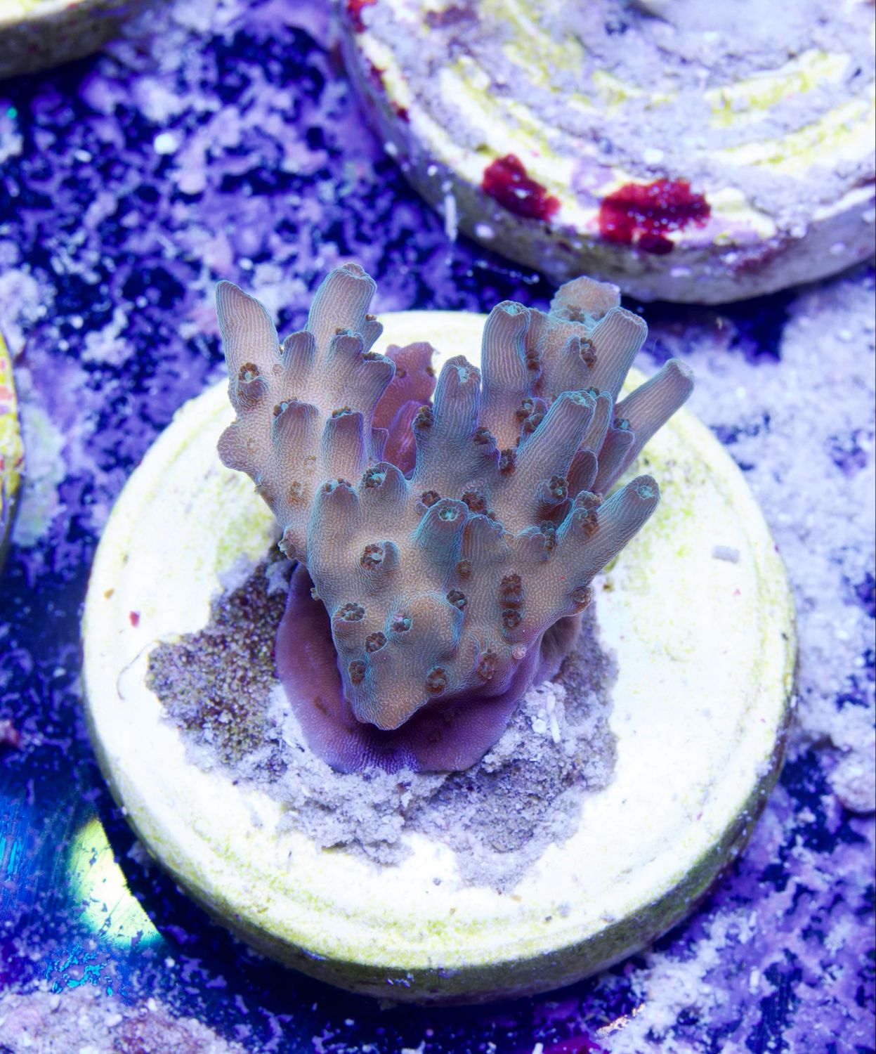 MR Purple Efflorescens