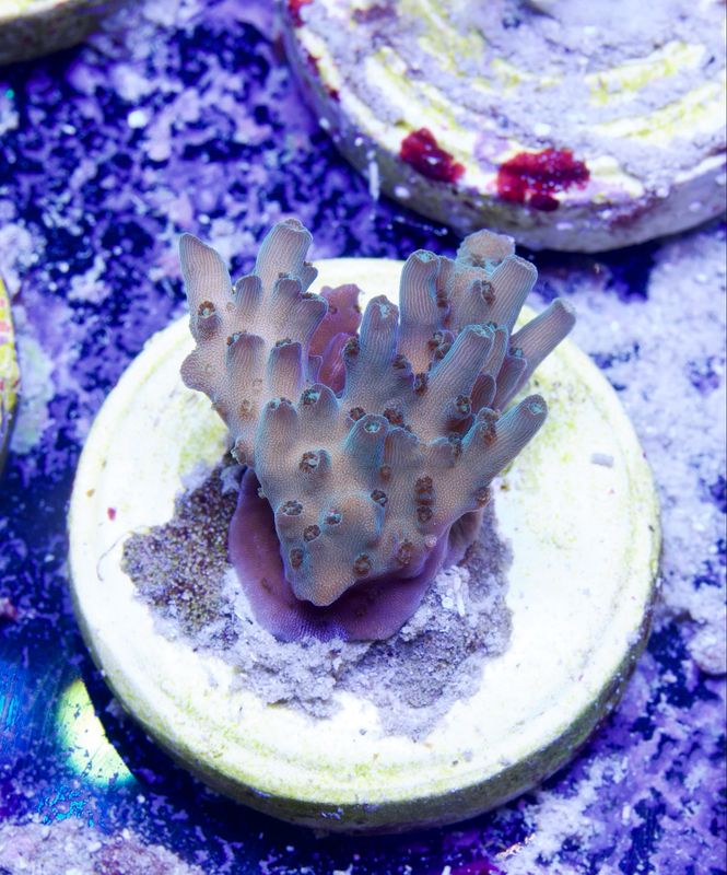 MR Purple Efflorescens MR Purple Efflorescens