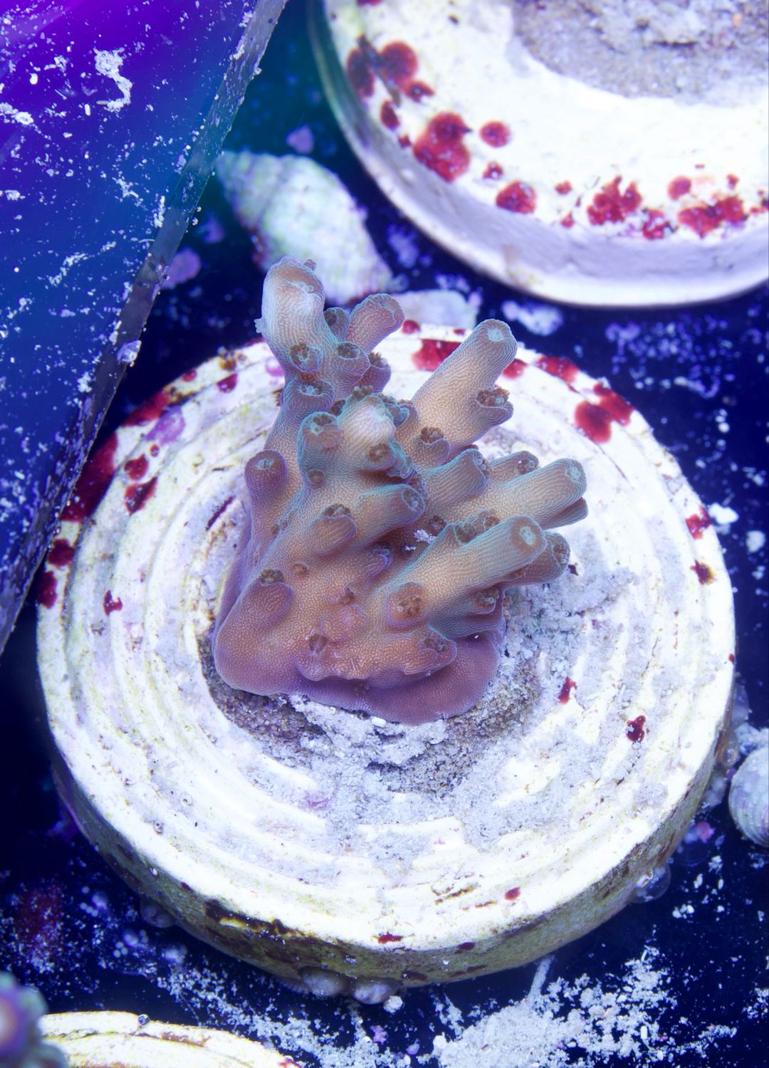 MR Purple Efflorescens