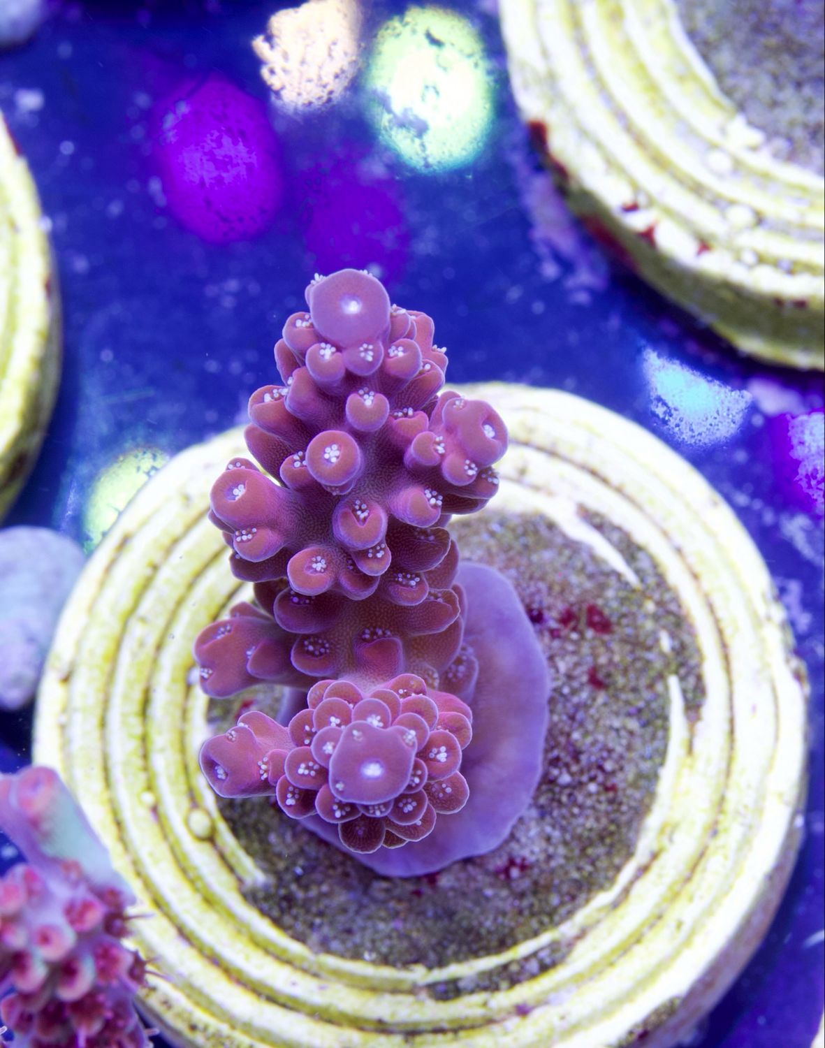 Acropora SP