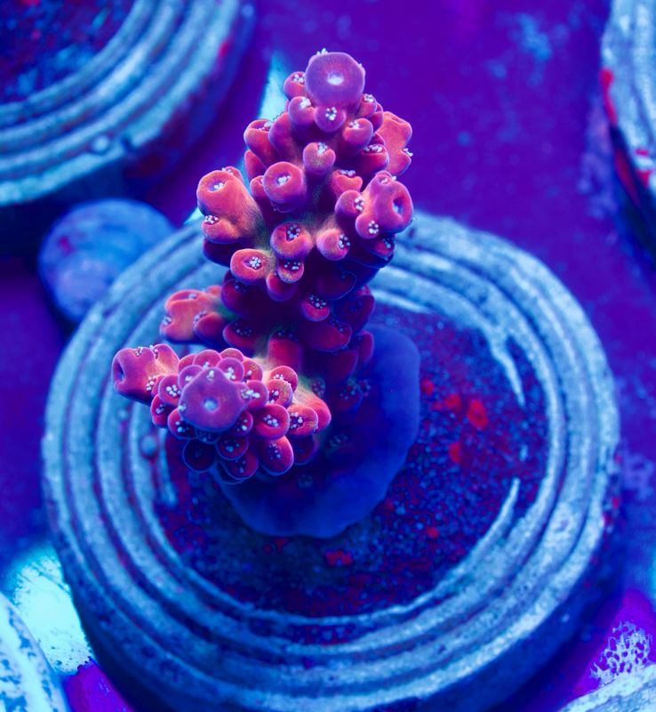 Acropora SP Acropora SP