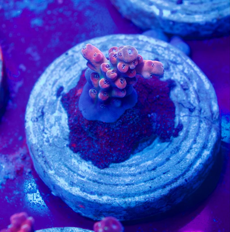 Acropora SP Acropora SP