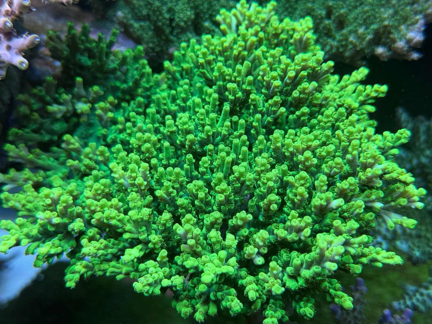 MR Acropora Aculeus MR Acropora Aculeus
