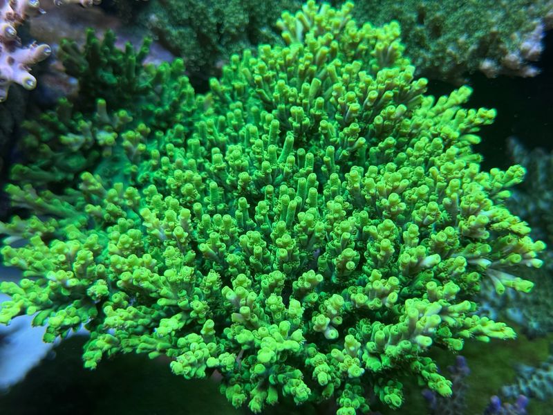 MR Acropora Aculeus MR Acropora Aculeus