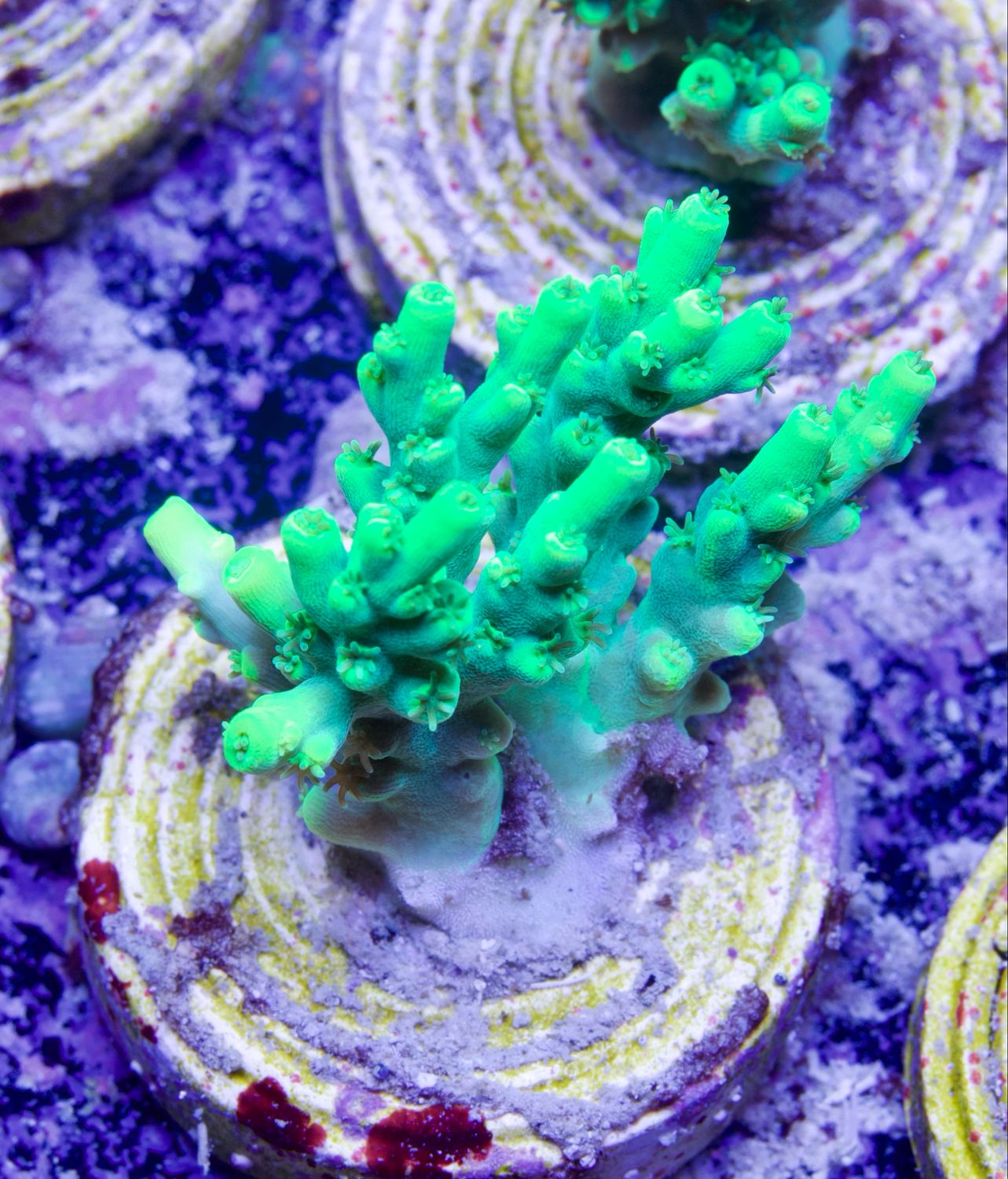 MR Acropora Aculeus